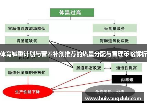 体育减重计划与营养补剂推荐的热量分配与管理策略解析